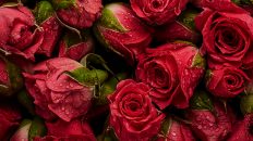 Sieh die Rosen!