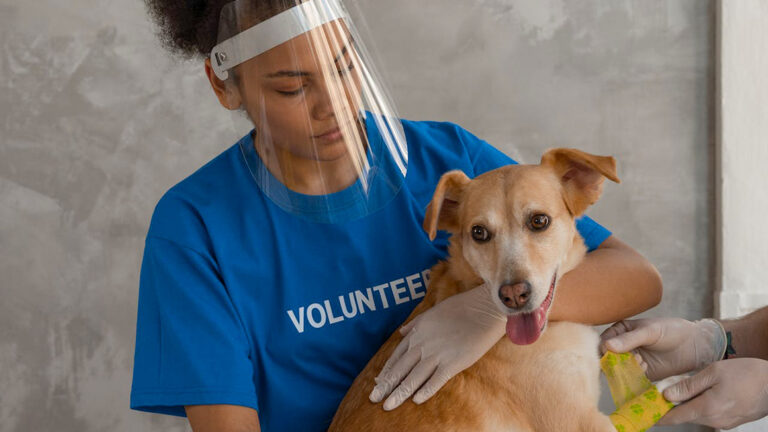 Freiwillige Helfer kümmern sich liebevoll um einen Hund.