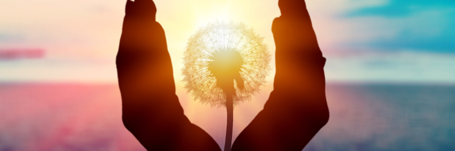 Dandelion held up to the light, framed by two hands on the left and right.