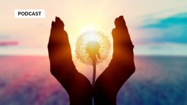 Dandelion held up to the light, framed by two hands on the left and right.